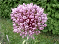 2a6b21be-Picture 070.jpg